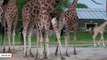 Watch: 12-Day-Old Baby Giraffe Experiences Outdoors For The First Time
