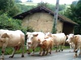 Vaches martin 038
