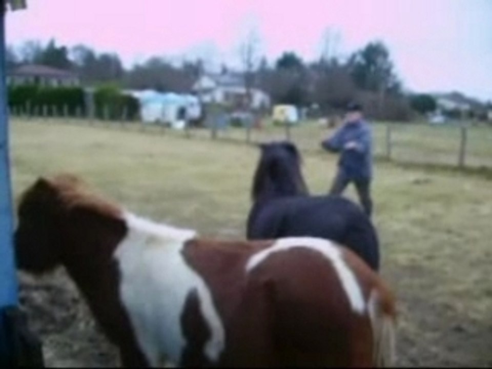 Montage  poney,DivX