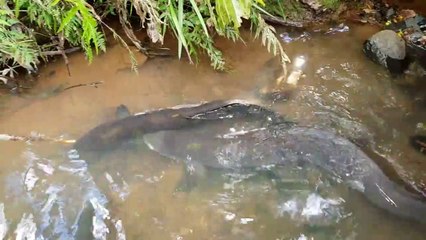 La taille de cette anguille est impressionnante - Mill Creek Park, NZ
