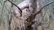 Il découvre un énorme python enroulé dans un arbre