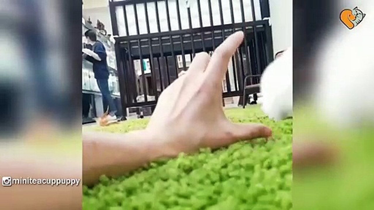 Mini Teacup Pomeranian Puppy