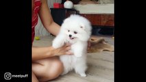Pomeranian Puppy Ball Brushing Session