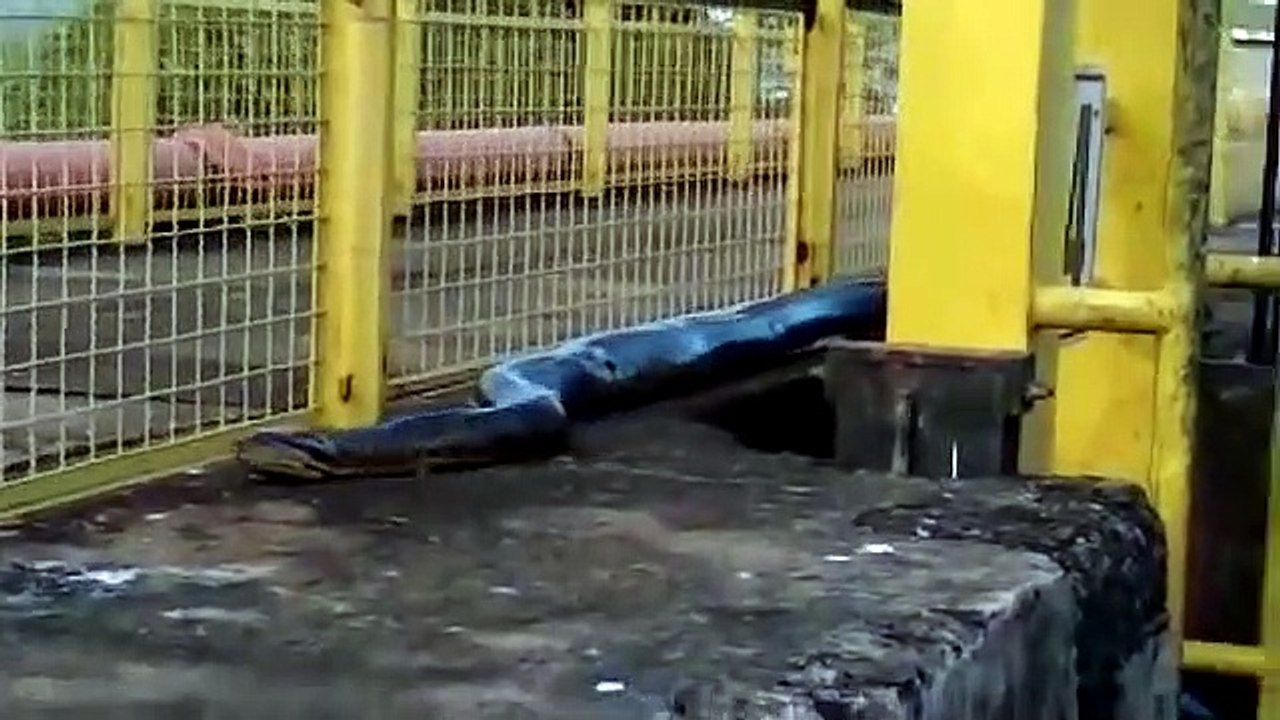 Un anaconda immense filmé par des ouvriers brésiliens
