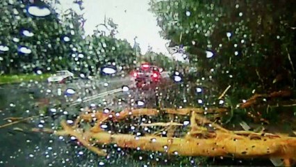 Video herunterladen: Lightning Strikes Tree, Causing Crash