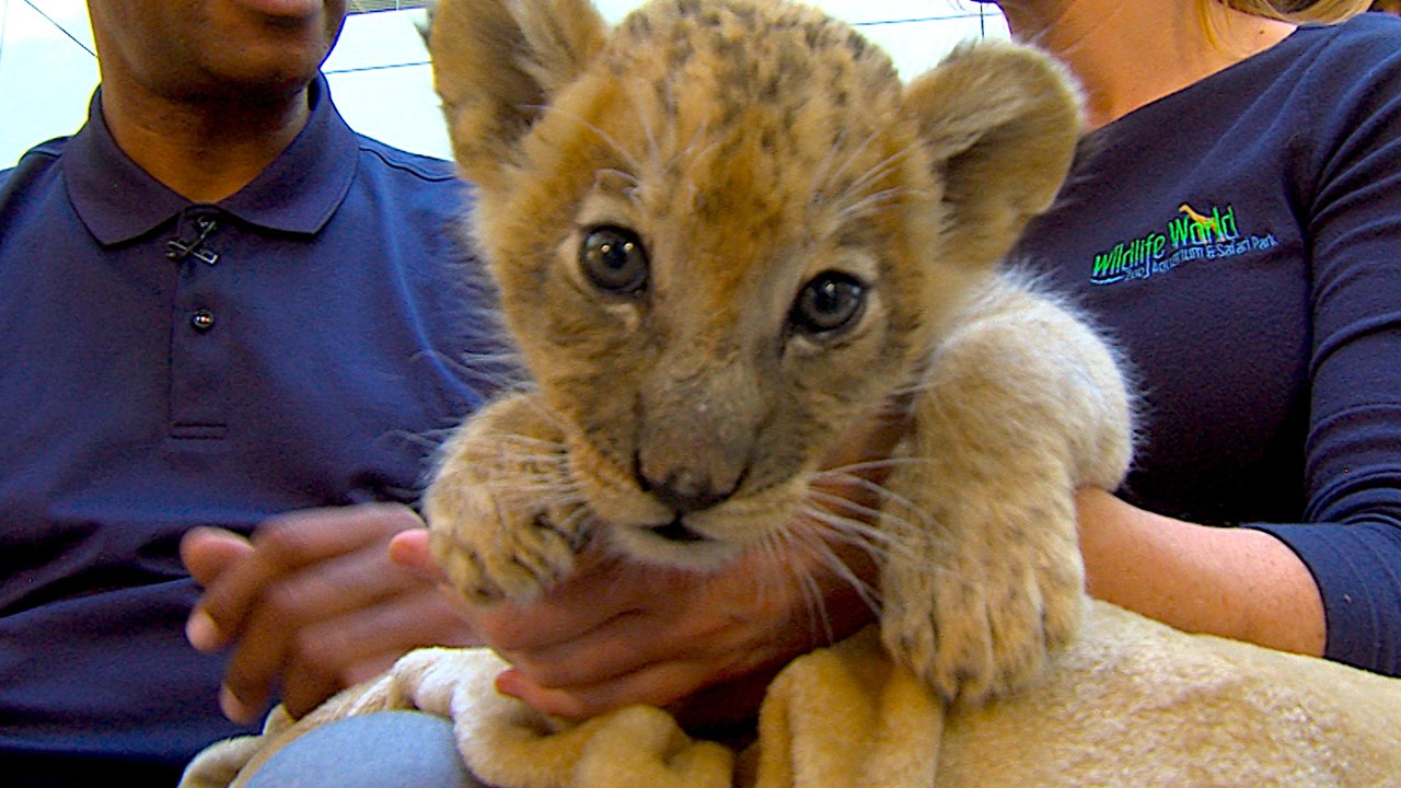 Meet Simba the Lion Cub