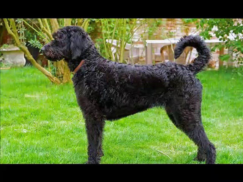 Labradoodle - Crossbreed dog
