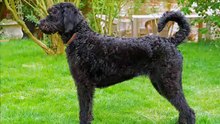 Labradoodle - Crossbreed dog