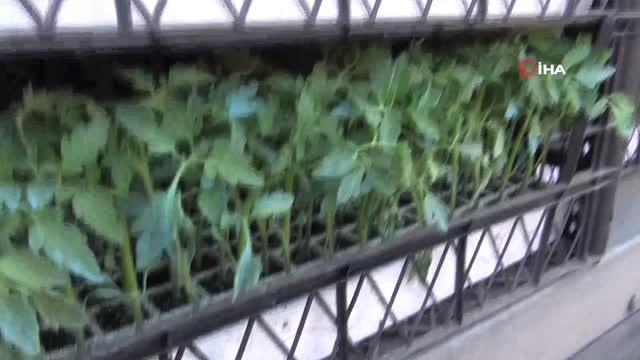 Kahramankazan Belediyesi'nden Çiftçilere Fide Desteği