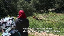 Jordanie: une réserve pour les animaux traumatisés par la guerre