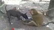 funny dog and monkey fight  | funny animal status | animal video |