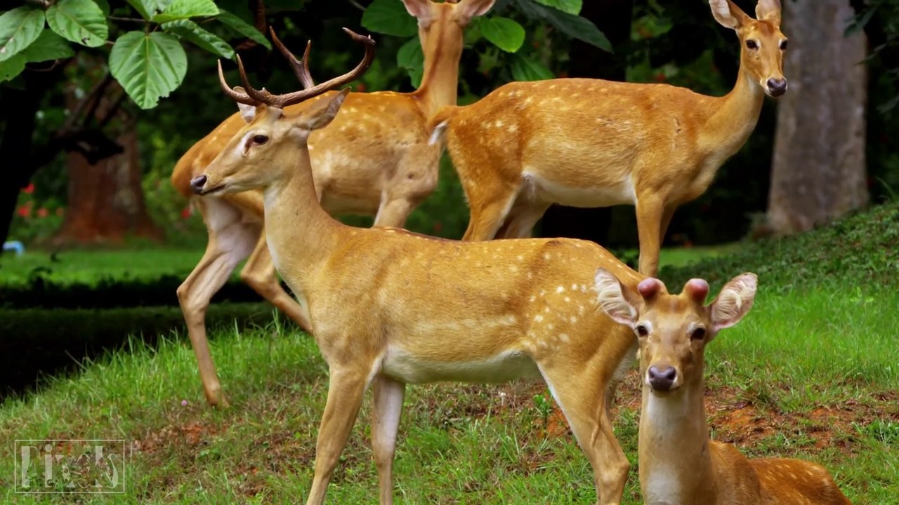 [Full HD] Wild Animal - Ultra HD Video TV 60fps (1080p)
