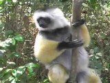 Madagascar, Le chant des Lémuriens