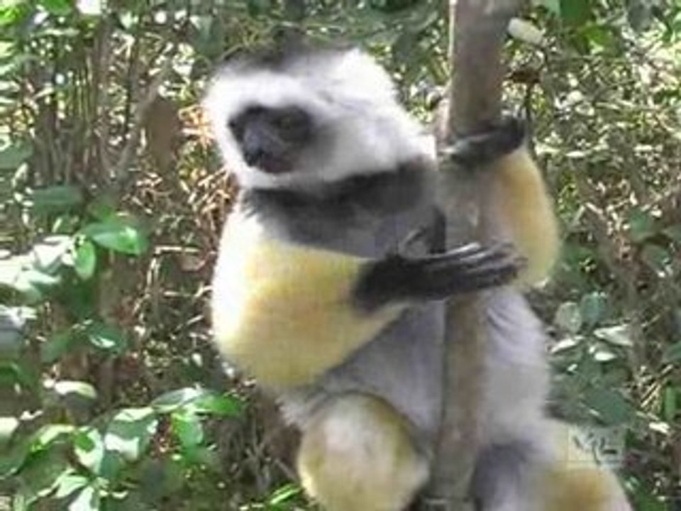 Madagascar, Le chant des Lémuriens