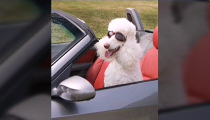 Dog driving car