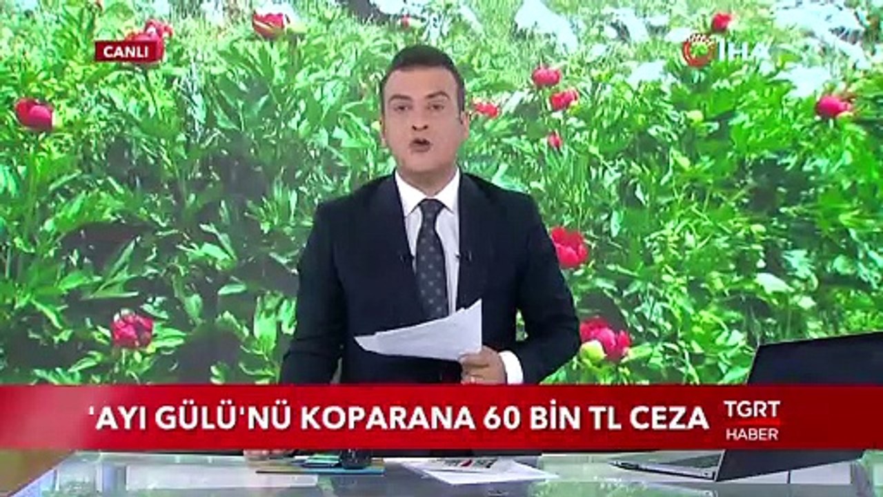 ‘Ayı Gülü’nü Koparmanın Cezası 60 Bin Türk Lirası