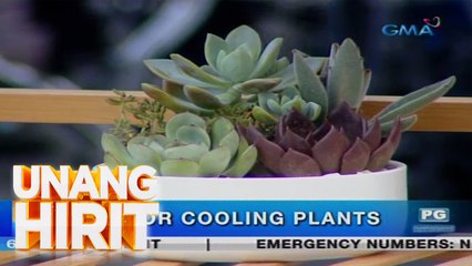 Unang Hirit: Mga pampalamig na indoor plant, alamin!