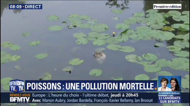 À cause de la pollution, des centaines de poissons retrouvés morts chaque jour dans une rivière de Vendée