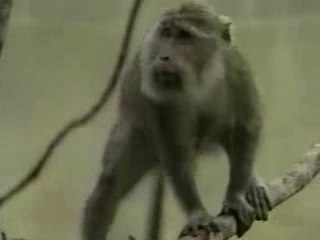 Vie privée des animaux