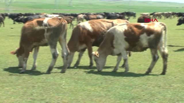 Muş Üniversiteli Çoban, Hayvanları Otlatırken KPSS'ye Çalışıyor