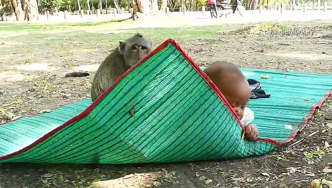 This is incredible as we see many monkey and baby videos. It is extraorinary how maternal instincts of the mopnkey kicks in!