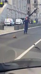 Anatre al Parlamento.