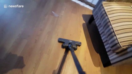 Scaredy-cat is terrified by vacuum cleaner