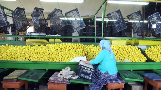 Narenciye ihracatını limon sırtladı - MERSİN