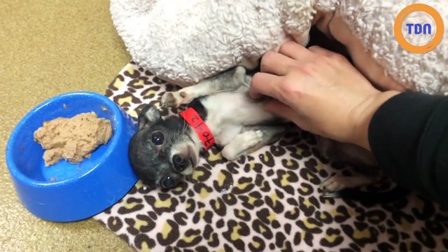 Cette chienne est sauvée par des vétérinaires et est retirée de chez sa maîtresse qui la maltraitait !