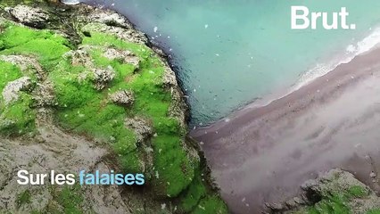 Le mode de défense peu appétissant des "mouettes infectes"