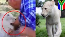 ライオンを撫でた観光客 腕を噛まれる- トモニュース