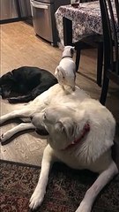 Cheeky chihuahua uses golden retriever friend to peek onto table