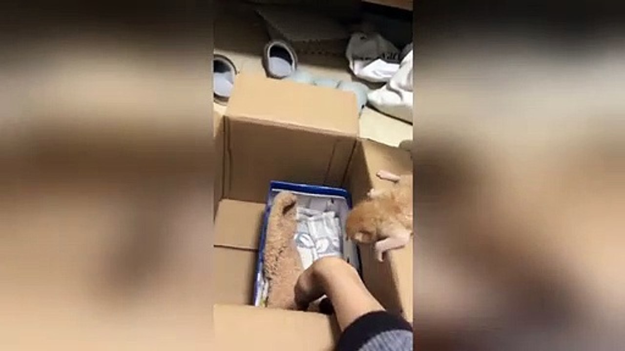 Impatient mother cat pushes kitten into box in southern China