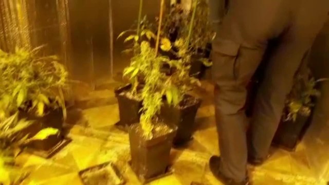 Detenido un matrimonio por una plantación de marihuana en Pontevedra