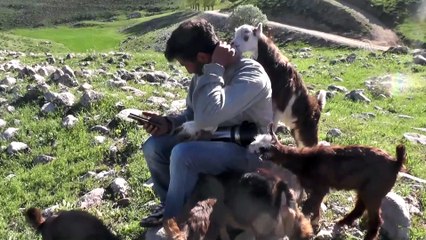 Ovacık'ta oğlaklar merayla buluştu - TUNCELİ