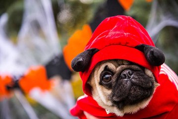 Les prénoms les plus donnés aux animaux sont...