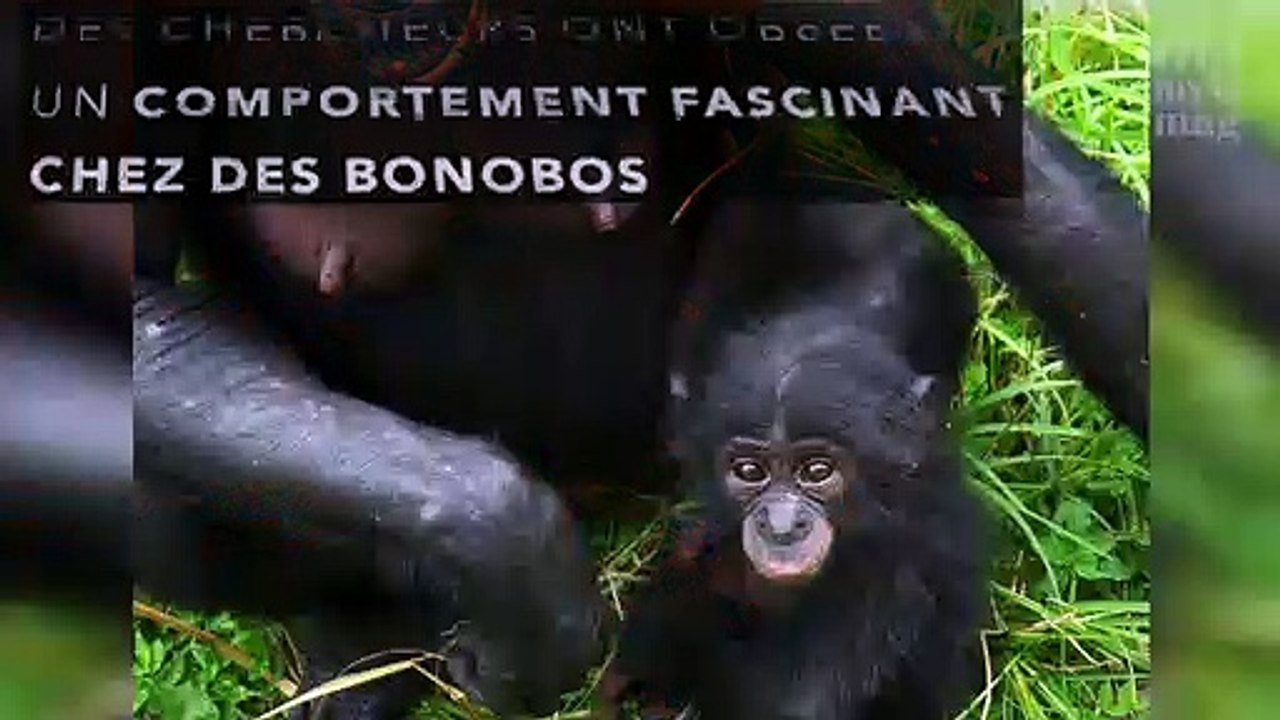 Des bonobos jouent le rôle de sage-femme !