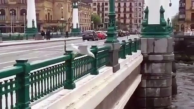 Cette mouette, bloquée par le vent, n'arrive pas à dépasser le pont en volant