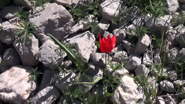 Kırkmerdiven Şelaleleri doğal güzelliğiyle büyülüyor - TUNCELİ