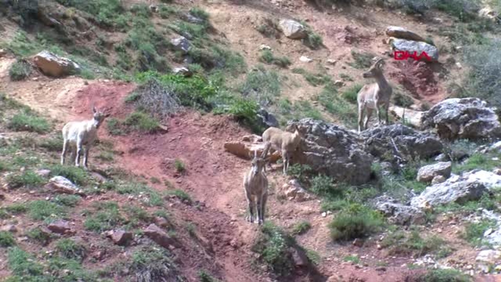 Tunceli'de Yaban Keçileri Yola İndi