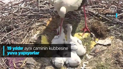 19 yıldır aynı caminin kubbesine yuva yapıyorlar