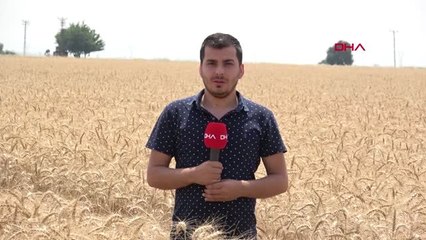 Adana'da Buğday Hasadı Başladı