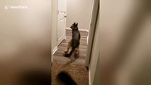 Pup is too scared to walk forward through door so improvises