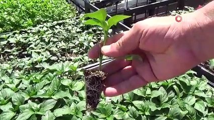 TOKAT'TA MİLLİ TOHUM ÇALIŞMASI