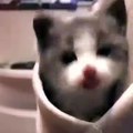 Ce chaton peut faire fondre le plus dur des cœurs. Trop cute !