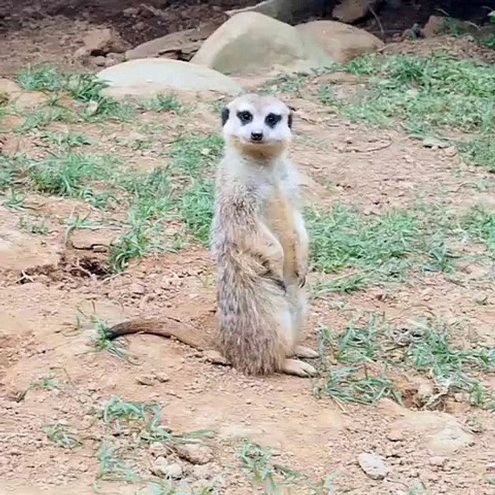 Deux adorables Suricate qui cherchent à manger. Trop chou !
