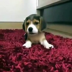 Les aboiements de ce chiot sont tellement apaisants. Ecoutez !