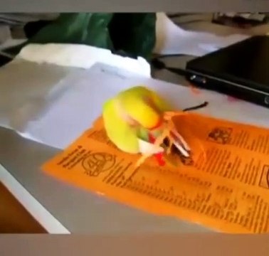 Ces perroquets sont les plus drôles du monde. Trop cute !