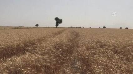 Adana'da Buğday Hasadı Sürüyor