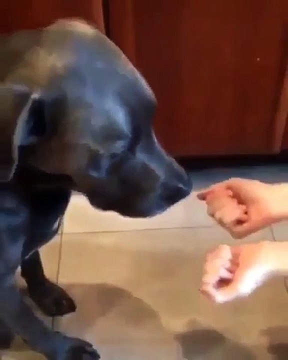 La réaction de ce chien quand il découvre ce que lui cache l'autre main est hilarante. A voir !